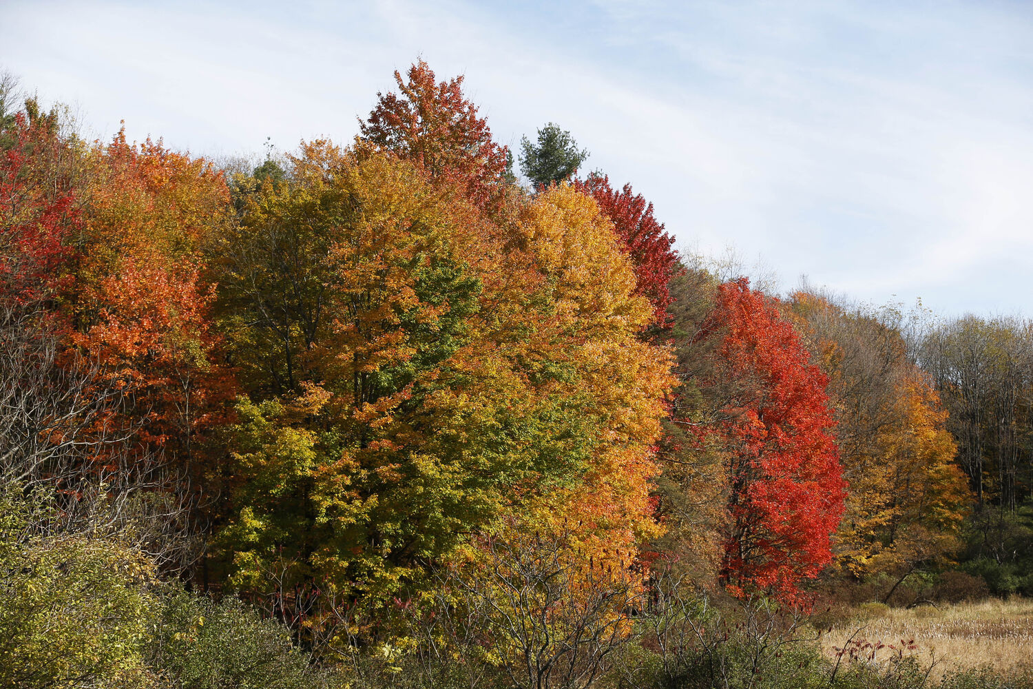 Autumn landscape